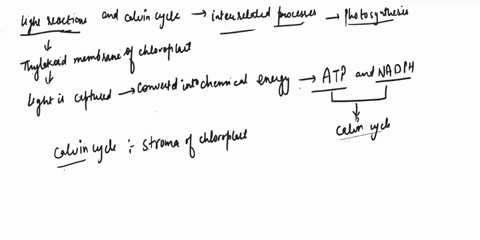 calvin-cycle-light-reactions-carbon-dioxide-is-converted-to-glucose_-atp-and-nadph-are-inputs-this-metabolic-pathway-contains-photosystems-and-the-atp-synthase-enzyme-is-utilized-water-is-sp-13616