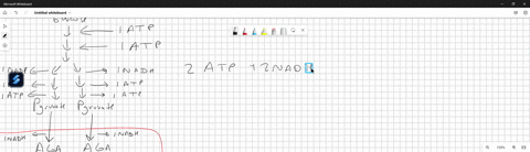 the-atp-yield-for-a-molecule-depends-on-where-it-enters-glycolysis-or-the-citric-acid-cycle-the-yield-can-be-compared-to-the-net-yield-of-glucose-30-atp-determine-the-net-atp-yield-of-each-s-78982