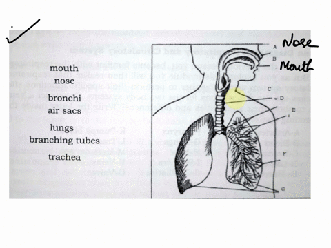 science-grade-9-learning-task-1-study-the-diagram-of-th-human-respiratory-system-learning-task-1-study-the-diagram-of-the-human-respiratory-system_-copy-the-diagram-and-label-the-parts-corre-34462