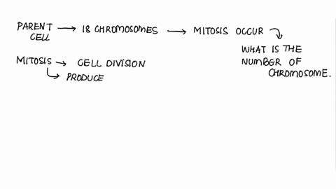 if-an-animal-cell-has-18-chromosomes-and-undergoes-mitosis-how-many-chromosomes-would-each-daughter-cell-have-if-an-animal-cell-has-18-chromosomes-and-undergoes-mitosis-how-many-chromosomes-97406