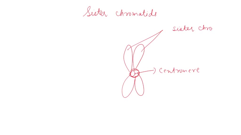 SOLVED Which of the following statements about sister chromatids Is