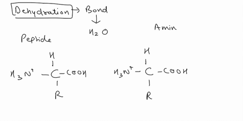 help-question1-05-pts-which-of-the-following-statements-correctly-describes-the-dehydration-synthesis-reaction-o-the-ionization-of-a-molecule-by-the-loss-of-a-proton-o-the-breakdown-of-share-73843