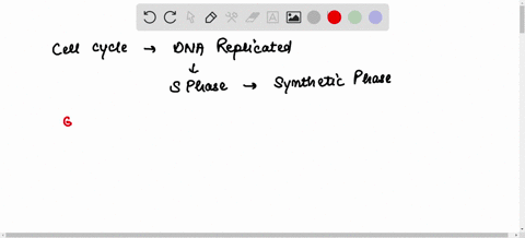 during-what-phase-of-the-cell-cycle-is-dna-replicated-g2-phase-mitosis-s-phase-g1-phase-question-12-2-which-of-the-following-represents-the-correct-order-of-events-in-the-cell-cycle-mitosis-11255