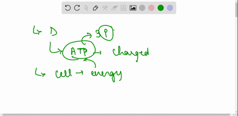 the-cell-energy-currency-is-atp-when-atp-is-in-the-form-of-adpit-most-resembles-a-battery-that-does-not-work-and-necds-to-be-thrown-away-a-power-supply-that-can-be-used-to-recharge-battery-b-38793
