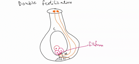 44-which-of-the-following-is-not-true-about-double-fertilization-a-one-sperm-fertilize-an-egg-to-form-zygote-b-the-other-sperm-combines-with-two-polar-nuclei-to-form-endosperm-c-zygote-becom-32208