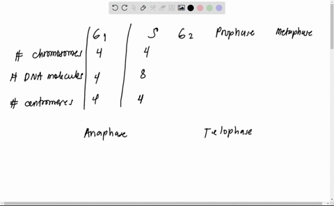 construct-a-table-similar-to-that-in-figure-212-for-the-different-stages-of-meiosis-giving-the-numbe-57556