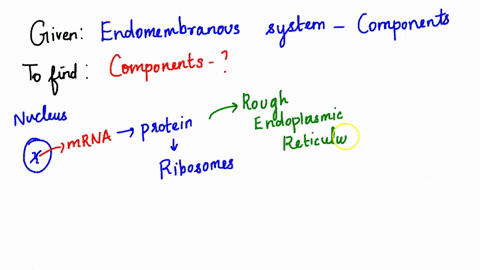 complete-the-following-sentences-to-examine-various-components-of-the-endomembrane-system-information-within-the-____________-is-transcribed-into-mrna-and-transported-outside-the-nuclear-env-14962