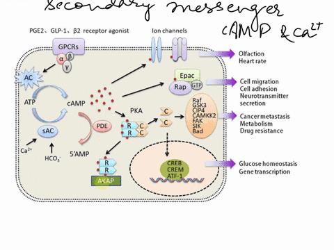 second-messengers-such-as-camp-and-ca2-are-used-in-signal-transduction-select-a-hormone-that-uses-one-of-the-aforementioned-second-messengers-and-describe-the-pathway-from-reception-transduc-59217