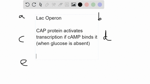 question-21-15-pts-when-studying-the-lac-operon-you-find-that-the-operator-sequence-is-mutated-such-that-the-repressor-protein-cannot-bind-operator-given-this-information-which-of-the-follow-97047