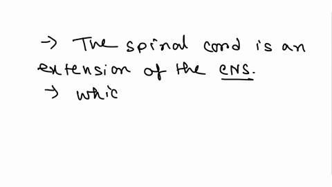 what-body-system-does-your-spinal-cord-belong-to-23632