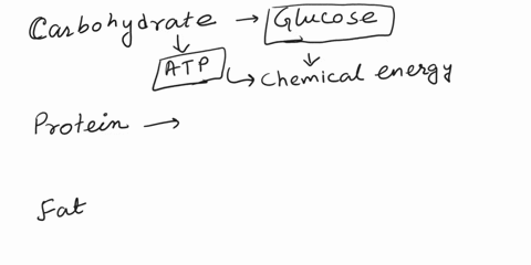 multiple-choice-sources-of-chemical-potential-energy-in-the-body-include-select-one-or-more-a-carbohydrate-b-protein-c-fat-d-co2-e-oxygen-64512