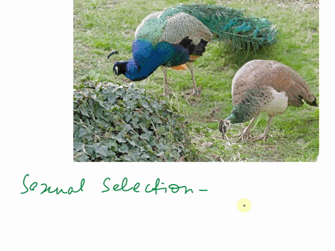parallel-evolution-natural-selection-artificial-selection-sexual-selection-transitional-forms-homology-convergent-evolution-19742