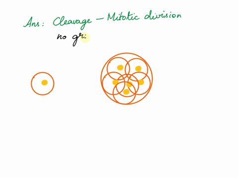 during-the-first-four-days-after-conception-the-zygote-undergoes-rapid-cell-divisions-and-becomes-multicellular-what-is-this-cell-division-called-56286