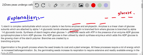 1-pea-seeds-contain-stored-starch-which-is-hydrolyzed-to-provide-glucose-for-cellular-respiration-where-did-the-starch-in-the-pea-seeds-come-from-what-cellular-process-was-required-to-put-st-23779
