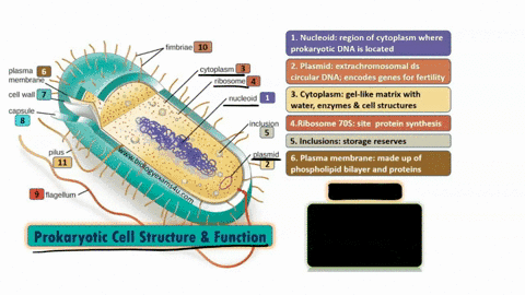 which-of-the-following-statements-is-incorrect-regarding-prokaryotic-cells-a-they-typically-have-a-circular-chromosome-b-they-lack-a-plasma-membrane-c-they-reproduce-by-binary-fission-d-thei-41852