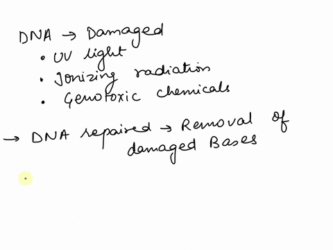 if-a-cell-suffers-damage-to-its-dna-while-in-s-phase-how-can-this-damage-be-repaired-before-the-ce-4-74653