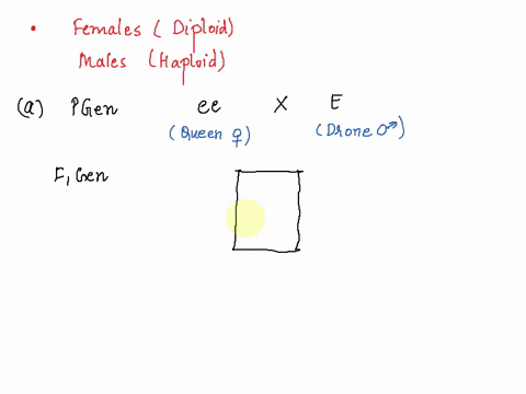 a-system-of-sex-determination-known-as-haplodiploidy-is-found-in-honeybees-females-are-diploid-andmales-drones-are-haploid-male-offspring-resultfrom-the-development-of-unfertilized-eggs-sper-15304