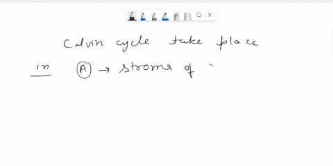 where-does-the-calvin-cycle-take-place-a-stroma-of-the-chloroplast-b-thylakoid-membrane-c-outer-membrane-of-the-chloroplast-d-interior-of-the-thylakoid-thylakoid-space-91356
