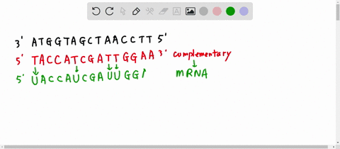 Protein synthesis problem sheet using the codon wheel and...