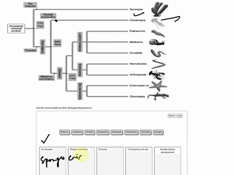 phylogenetic-trees-are-organized-into-clades-each-clade-has-a-set-of-distinguishing-features-that-sets-it-apart-from-other-clades-sort-the-animal-phyla-by-their-distinguishing-features-part-32918