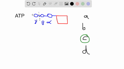 adenosine-triphosphate-atp-is-an-important-molecule-because-it-____________-a-is-the-result-of-catab-70152