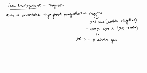 what-are-the-series-of-steps-involved-in-the-maturation-of-a-lymphoid-progenitor-to-a-mature-t-lymphocyte-47601