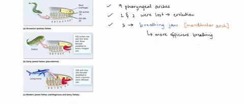 1-discuss-the-origin-of-jaws-in-vertebrates-and-how-our-understanding-of-this-topic-has-changed-over-time-with-new-evidence-2-discuss-whether-or-not-jawed-vertebrates-outcompeted-the-jawless-81095