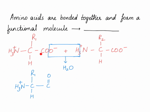 what-is-the-molecule-called-when-many-amino-acids-are-bonded-together-and-for-functional-molecule-2pts-31894