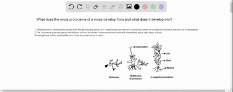 what-does-the-moss-protonema-of-a-moss-develop-from-and-what-does-it-develop-into-97454