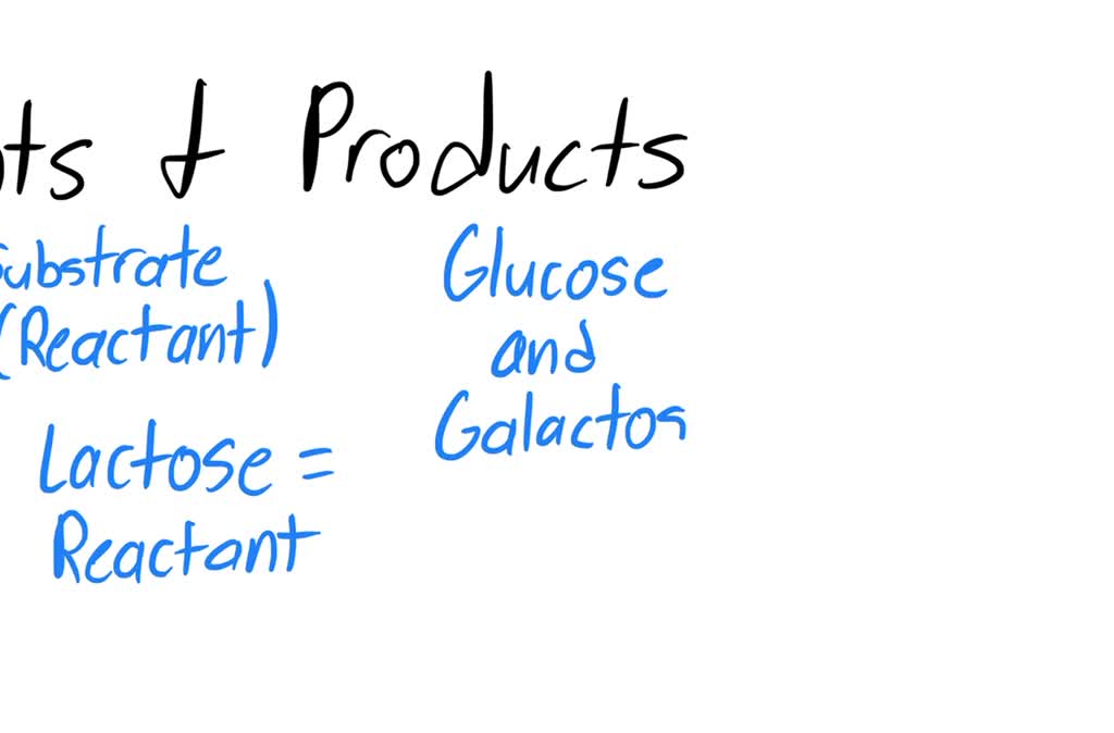 SOLVED Lactase is an enzyme that hydrolyzes lactose to glucose and