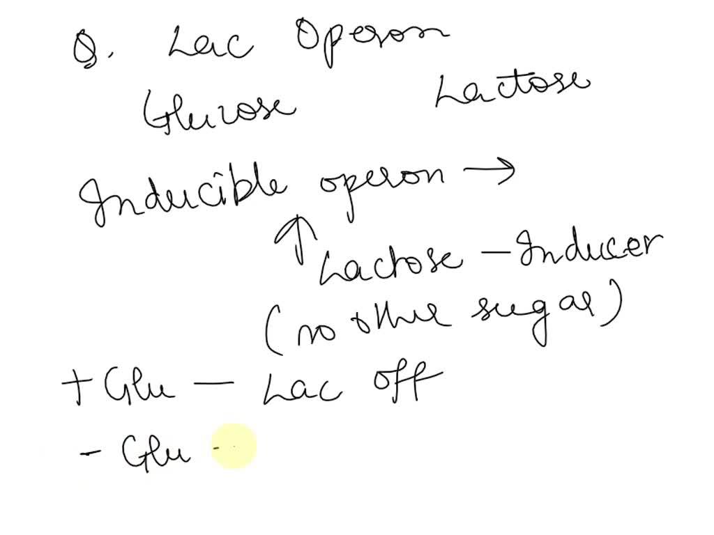 SOLVED A) Explain the mechanism by which the lac operon is sensitive to glucose levels
