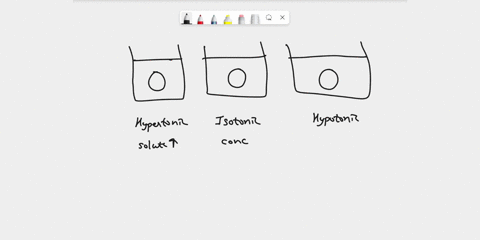 1-define-hypertonic-isotonic-and-hypotonic-solutions-compare-and-contrast-what-would-happen-to-an-animal-cell-and-a-plant-cell-if-submerged-in-each-of-the-three-solutions-2-using-your-own-wo-70368