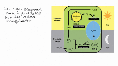 which-of-the-following-is-not-true-about-plants-that-have-adaptively-evolved-the-crassulacean-acid-metabolism-cam-pathway-a-stomata-are-closed-during-night-to-increase-the-concentration-of-c-50237