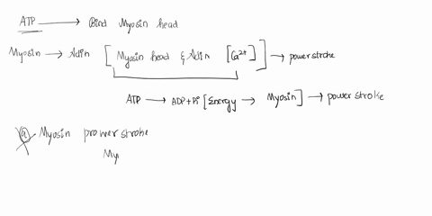question8-what-happens-when-atp-binds-to-the-myosin-heads-myosin-power-stroke-occurs-omyosin-heads-becomecocked-myosin-is-released-from-actin-binding-sites-omyosin-binds-to-actin-binding-sit-36144