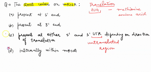 the-start-codon-present-on-the-mrna-is-present-at-the-very-5-of-the-mrna-molecule-is-present-at-the-very-3-end-of-the-mrna-molecule-is-present-in-either-the-5-or-3-utr-depending-on-the-direc-73725