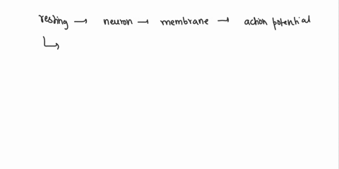 as-an-action-potential-occurs-the-neurons-electrical-charge-changes-from-_____-to-_____-a-negative-more-negative-b-positive-negative-c-negative-positive-d-positive-more-positive-92482