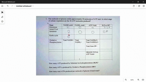 one-molecule-of-glucose-yields-_-approximately-38-molecules-of-atp-total-in-which-stage-of-cellular-respiration-are-the-38-atp-molecules-produced-stage-glycolysis-acetyl-coa-formation-nadh-y-77046