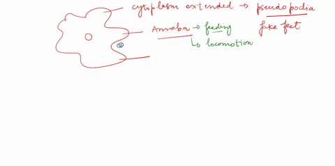 there-are-four-ways-in-which-a-protozoan-can-move-they-can-either-move-by-using-flagella-cilia-spores-or-pseudopodia-what-are-pseudopodia-ajan-organelle-that-collects-and-pumps-out-excess-wa-73907
