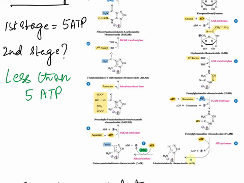 in-purines-__________-nitrogen-atoms-and-__________-carbon-atoms-originate-from-glycine-2-question-2-which-of-the-following-is-a-common-breakdown-product-between-amp-and-gmp-degradation-to-u-34494