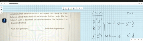 in-numans-maie-pattern-palaness-i5-an-x-inkea-trait-snow-tne-cross-between-male-that-is-not-bald-and-a-female-that-is-carrier-use-the-letters-x-and-y-to-determine-the-sex-chromosome-use-the-46879