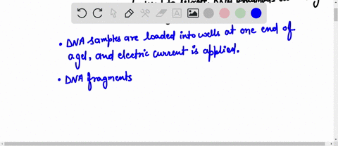 explain-how-dna-electrophoresis-can-used-in-dna-sequencing-04036