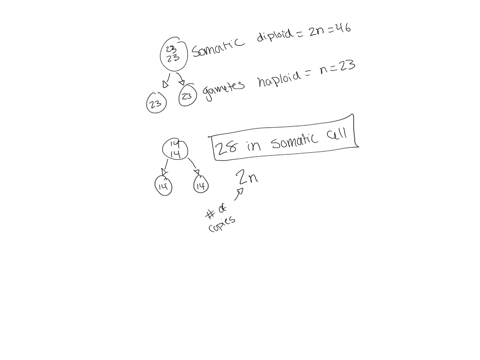 a-human-somatic-cell-contains-46-chromosomes-2-homologues-of-each-of-the-23-different-chromosomes-gametes-sperm-or-eggs-in-a-human-contain-only-23-chromosomes-one-of-each-of-the-23-chromosom-77918