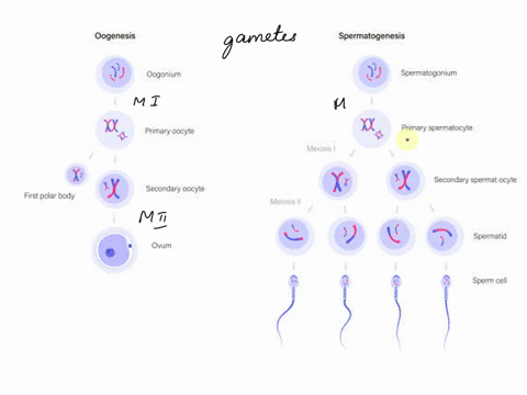 the-basic-difference-between-spermatogenesis-and-oogenesis-is-that-________-spermatogenesis-involves-mitosis-and-meiosis-but-oogenesis-involves-meiosis-only-the-mature-ovum-is-n-while-the-sp-27584