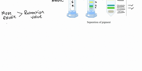 in-plant-pigment-chromatography-paper-chromatography-which-factors-are-involved-in-the-separation-of-the-pigments-explain-each-factor-49672