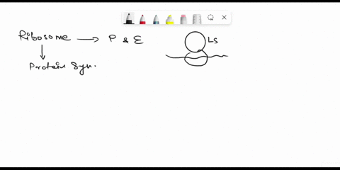 question-15-9-which-of-the-following-statements-are-correct-explain-your-answers-ribosomes-are-cytoplasmic-structures-that-during-protein-synthesis-become-linked-by-an-mrna-molecule-to-form-46831
