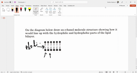 on-the-diagram-below-draw-an-ethanol-molecule-structure-showing-how-it-would-line-up-with-the-hydrophilic-and-hydrophobic-parts-of-the-lipid-bilayer-47059