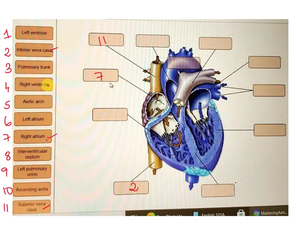 SOLVED: Art-labeling Activity: Fetal Circulation 14 of 15 Drag the ...