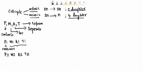 read-each-statement-then-write-down-the-correct-phase-from-the-terms-below-that-the-statement-describes_-interphase-prophase-metaphase-anaphase-i-telophase-cytokinesis-prophase-il-metaphase-16307