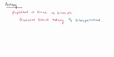 1-the-artery-that-divides-and-forms-the-anterior-and-posterior-tibial-arteries-is-the-_____-artery-femoral-popliteal-medial-plantar-deep-femoral-axillary-2-the-artery-that-bifurcates-into-th-27856