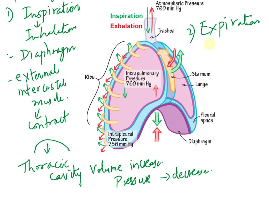SOLVED: Respiratory system structures of the respiratory system (both ...